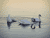 Nature's Patrons to the Course - Swans