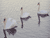 Another Great Picture of the Swans