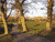 A Path Between Warmly Lit Oaks