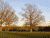 Sunset on the Trees - Looking East