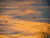 Cruising the Dusk Skies